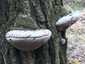 Parázstapló (Phellinus igniarius), Vértes